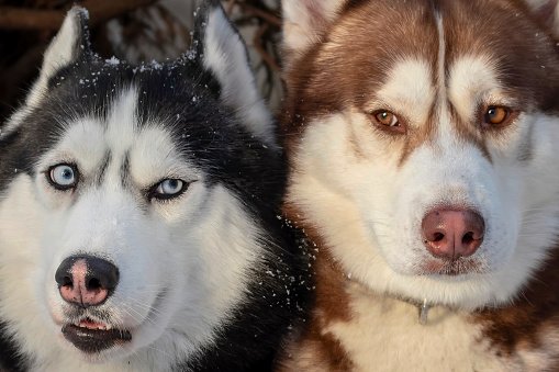 Couple of husky dogs in love are lying in an embrace.