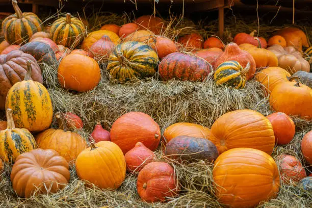 Photo of Many organic natural ripe pumpkin on dry straw. Rustic background. Harvest concept. Symbol of holidays, Thanksgiving Day