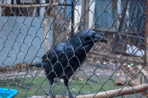 istock black raven crow in the cage 1345883228