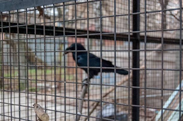istock black raven crow in the cage 1345883262