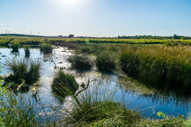 istock View of a moor area in Germany. 1345884320