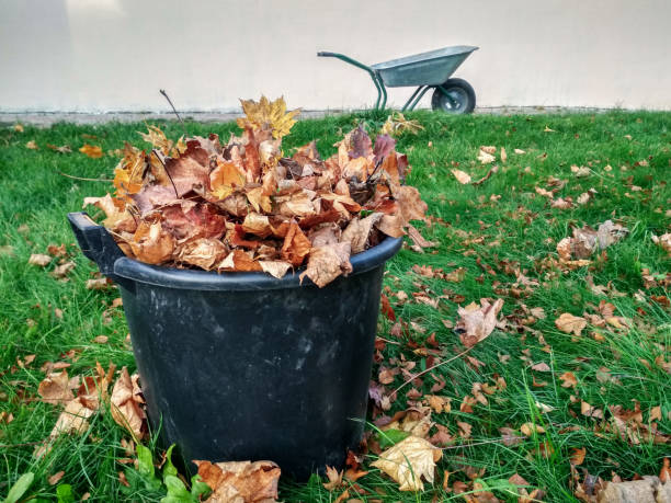 Fallen orange dry maple leaves are collected in a black plastic basket and a wheelbarrow on a backyard near the house