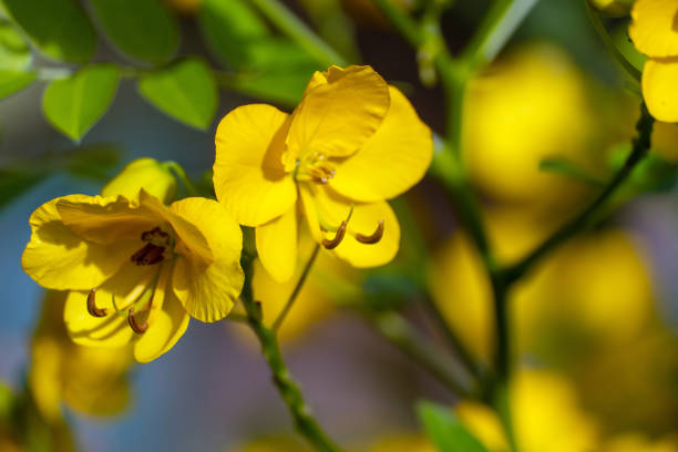 istock Senna Corymbosa Flowers 1345885217
