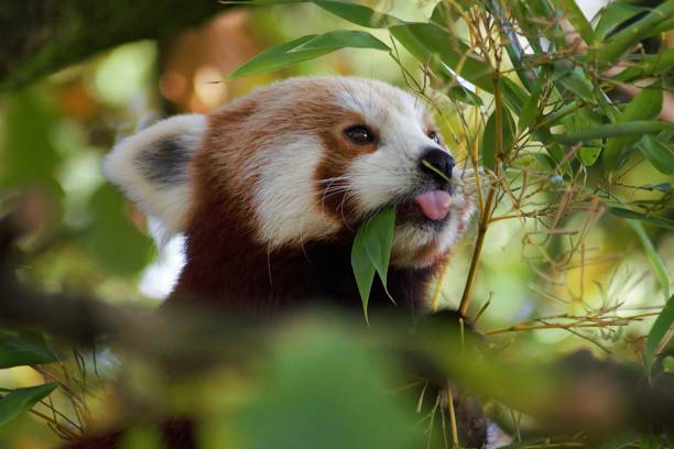 data do jantar do panda vermelho - herbívoro - fotografias e filmes do acervo