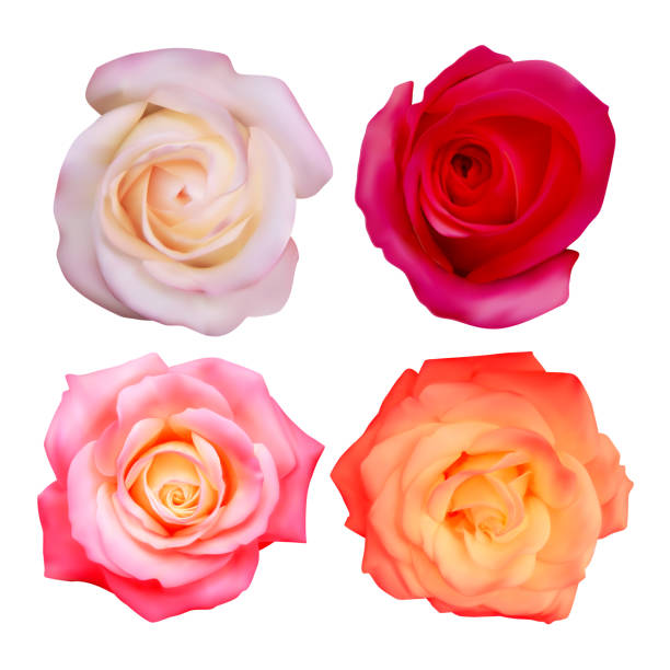 istock Set of roses, Realistic illustration of rose on dark background 1345885631