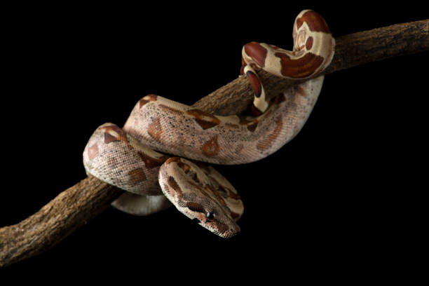 istock Snake red-tailed boa hanging on a branch isolated on black background 1345885803