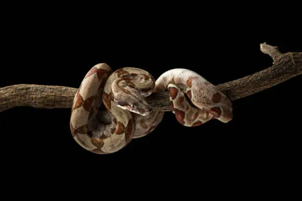 Photo of Snake red-tailed boa hanging on a branch isolated on black background