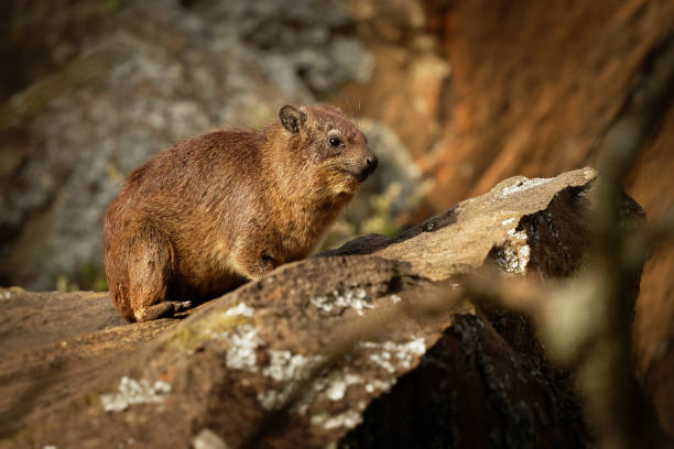istock Rock Hyrax - Procavia capensis also dassie, Cape hyrax, rock rabbit and coney, medium-sized terrestrial mammal native to Africa and the Middle East, order Hyracoidea genus Procavia. 1345886585