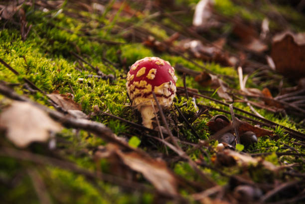 istock Fly agaric on the ground full of pine eyelets 1345886734
