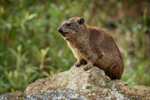 Rock Hyrax - Procavia capensis also dassie, Cape hyrax, rock rabbit and coney, medium-sized terrestrial mammal native to Africa and the Middle East, order Hyracoidea genus Procavia. stock photo