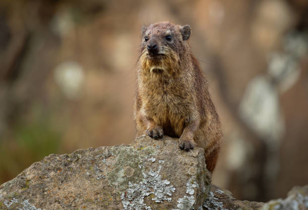 1,328 Hyrax Dassie Cape Hyrax Animal Stock Photos, Pictures & Royalty-Free  Images - iStock
