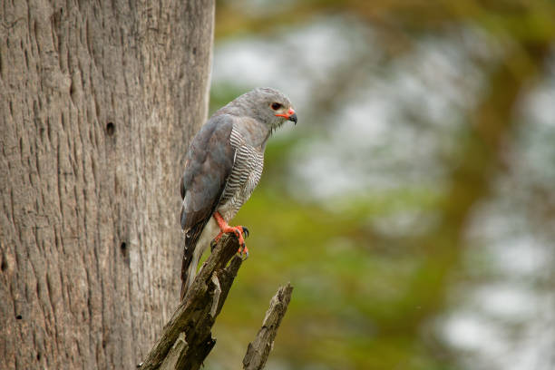 Gabar Goshawk - Micronisus gabar small species of African and Arabian bird of prey in the family ccipitridae, grey body and yellow beak, sitting on the branch in Lake Nakuru in Kenya. Gabar Goshawk - Micronisus gabar small species of African and Arabian bird of prey in the family ccipitridae, grey body and yellow beak, sitting on the branch in Lake Nakuru in Kenya. galapagos hawk stock pictures, royalty-free photos & images