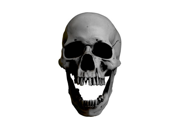 istock Human skull full face on White Isolated Background. 1345888679
