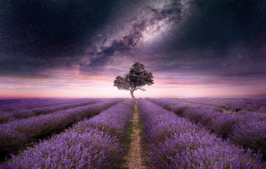 A lavender field full of purple flowers at night with the night sky filled with stars. Photo composite.