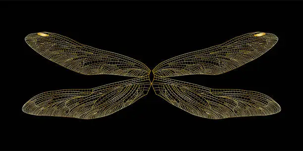 Vector illustration of Golden dragonfly wings on isolated black.