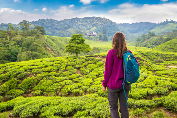 istock Beautiful Tea plantations 1345897106