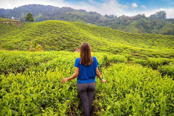 istock Beautiful Tea plantations 1345897199