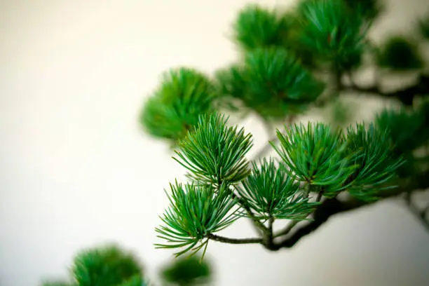 Photo of Kyoto,Japan - October 6, 2021: Closeup of Pinus parviflora of Bonsai or potted plant