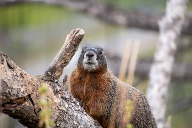 świstak żółty - groundhog animal animal behavior beauty in nature zdjęcia i obrazy z banku zdjęć