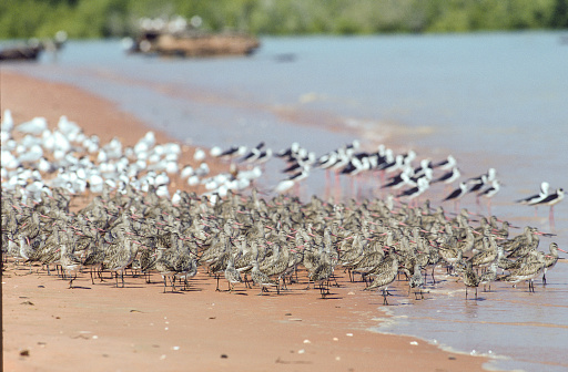 Wader birds on the foreshore on Roebuck Bay ,Broome, Western Australia.
