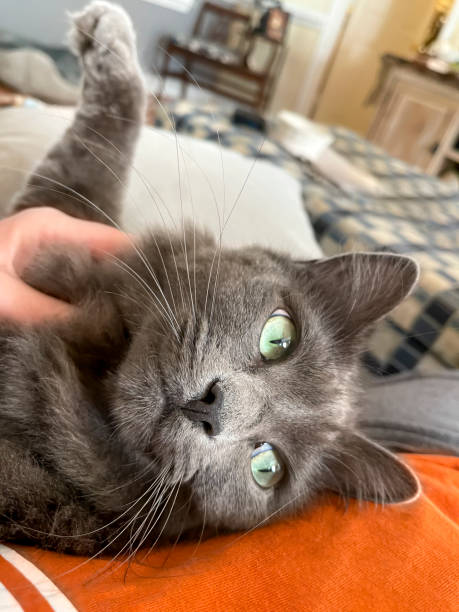 istock Beautiful long-haired gray cat lays on his owner while she pets him 1345901141