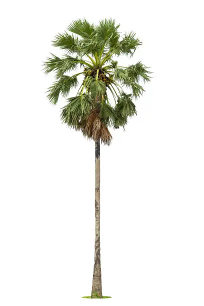 Photo of Sugar palm tree,