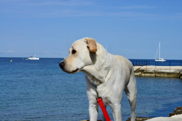 Dog in Croatia A Labrador Retriever in the fishing village of Rovinj, Croatia rovinj harbor stock pictures, royalty-free photos & images