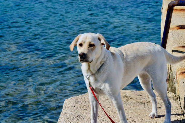 Dog in Croatia A Labrador Retriever in the fishing village of Rovinj, Croatia rovinj harbor stock pictures, royalty-free photos & images