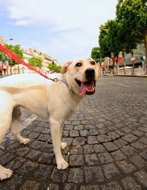 istock Paris, France 1345905672