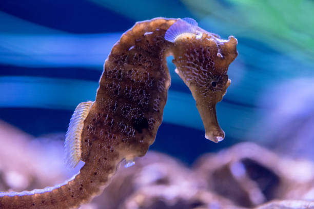 Longsnout Seahorse Longsnout Seahorses  prefer coral reefs and seagrass beds and can be found in many countries. longsnout seahorse hippocampus reidi stock pictures, royalty-free photos & images