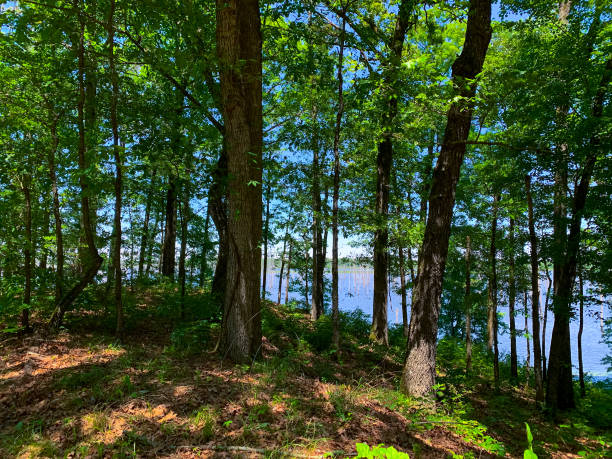 istock woods and bayou in Arkansas 1345906461