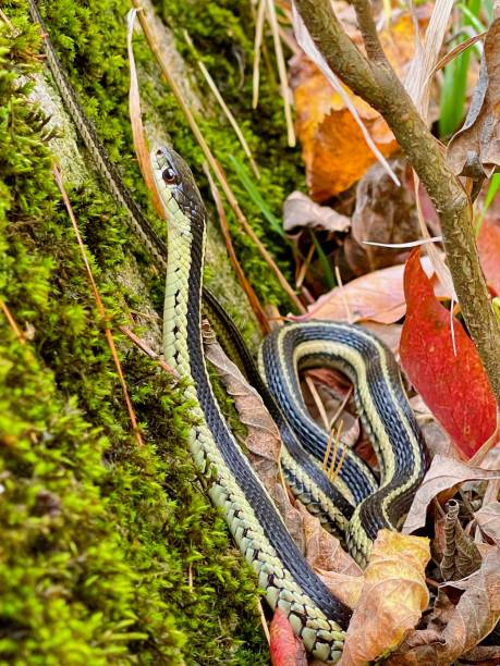 istock Tiny snake in a mossy rock crevice 1345906682