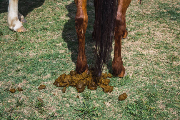 フィールドでうんちをするベイ馬のバックビュー - horse dung ストックフォトと画像