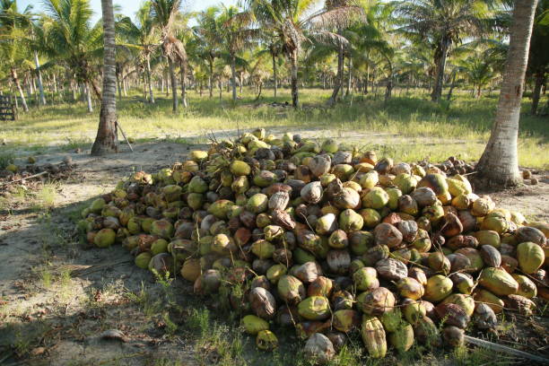 istock coconut harvest in bahia 1345908513