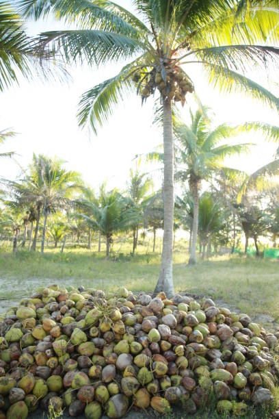 istock coconut harvest in bahia 1345908540