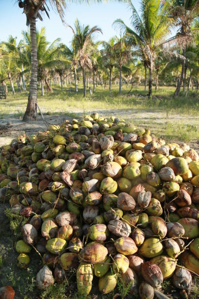 istock coconut harvest in bahia 1345908550