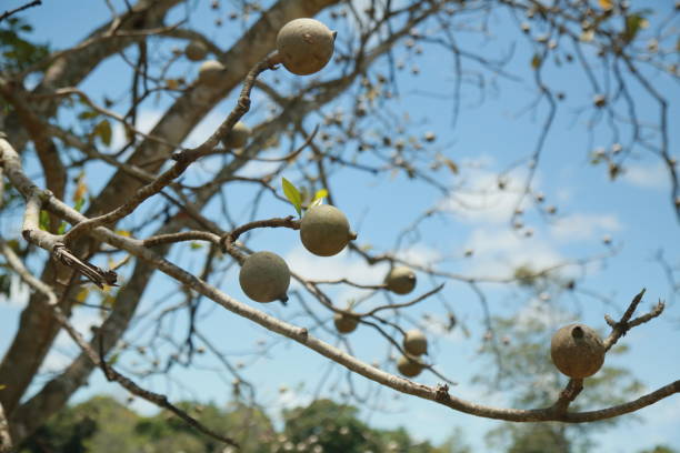 istock genipapo fruit in Bahia 1345908782