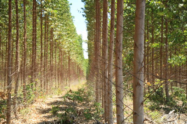istock eucalyptus plantation in bahia 1345909128