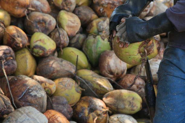 coconut harvest in bahia