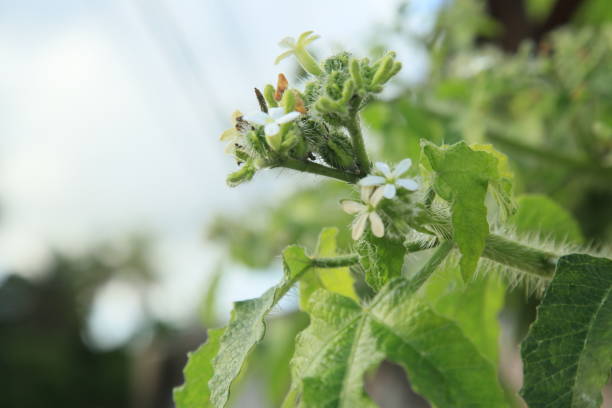 milchermüdungspflanze - jatropha urens - stinging nettle stock-fotos und bilder