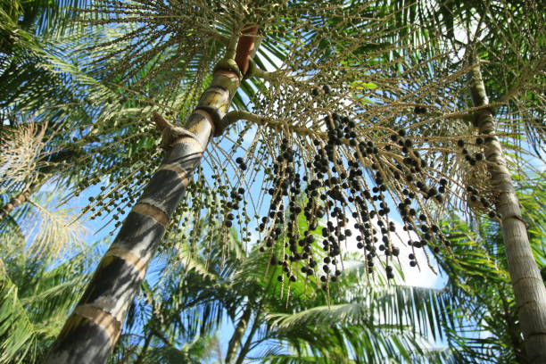 euterpe oleracea plantage in bahia - cabbage palm stock-fotos und bilder