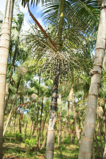 istock euterpe oleracea plantation in bahia 1345909259