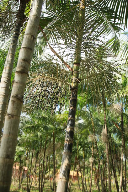 istock euterpe oleracea plantation in bahia 1345909261