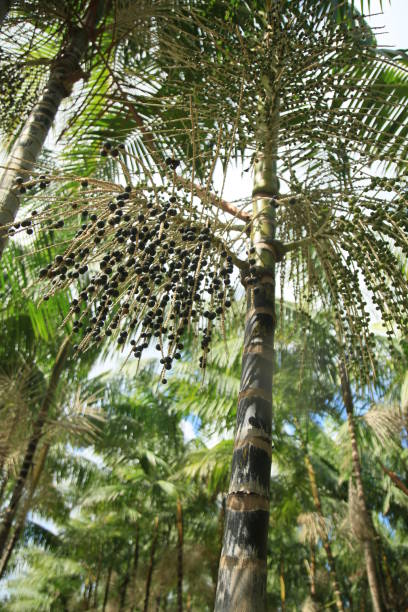 istock euterpe oleracea plantation in bahia 1345909764