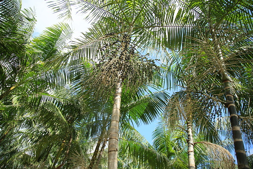 makassar.Indonesia.06.08.2023,natural photo of lush and green palm leaves in the open and hot