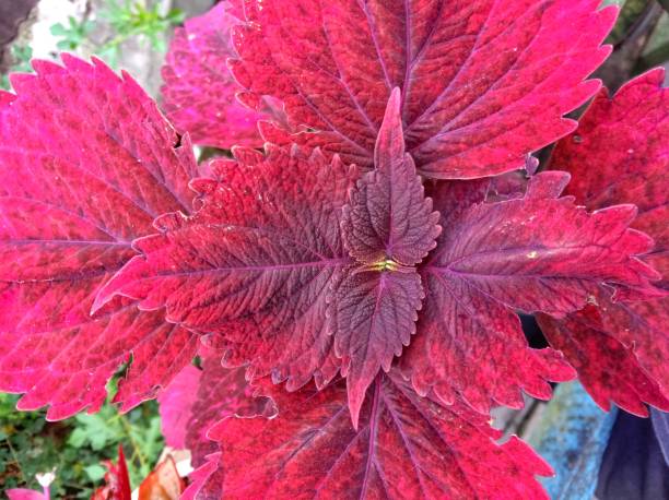 istock Beauty red flowers 1345909823