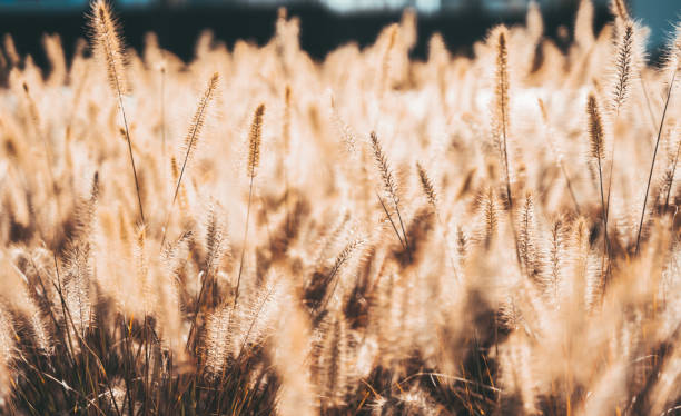 istock Wabi sabi dry wheat grass on sunset background 1345909842