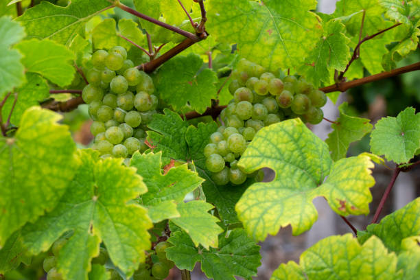 rieslings raisins sur la vigne en allemagne - vineyard wooden post grape plant photos et images de collection