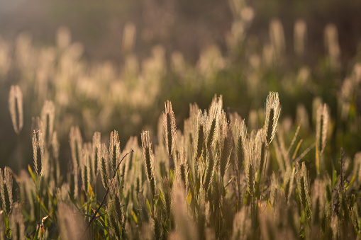 Long grass at golden hour