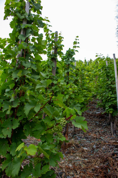 rieslings raisins sur la vigne en allemagne - vineyard wooden post grape plant photos et images de collection